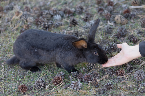 Feeding the black rabbit with hand. Taking care of animals. photo