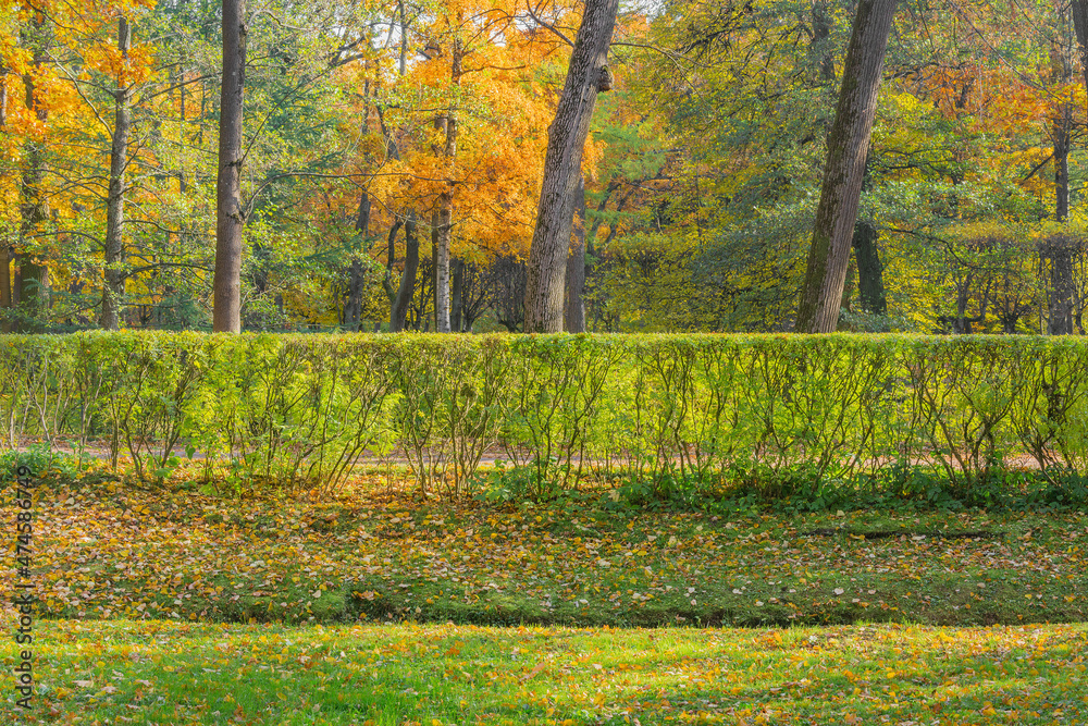 View of the city park at autumn time. View of the city park at autumn time.