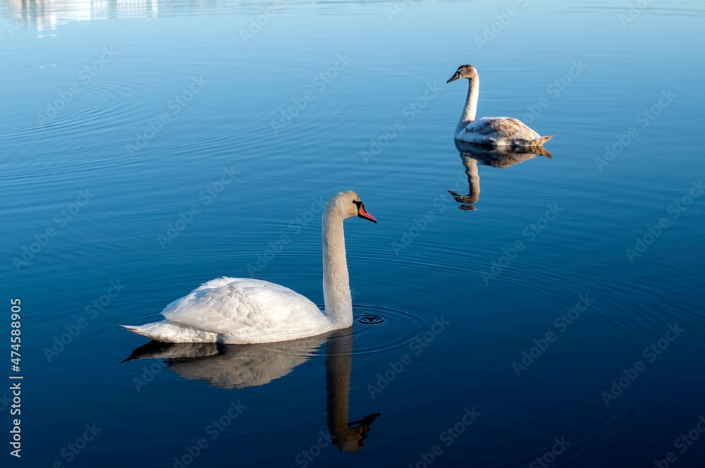 Naklejka premium white swans group on the lake swim well under the bright sun