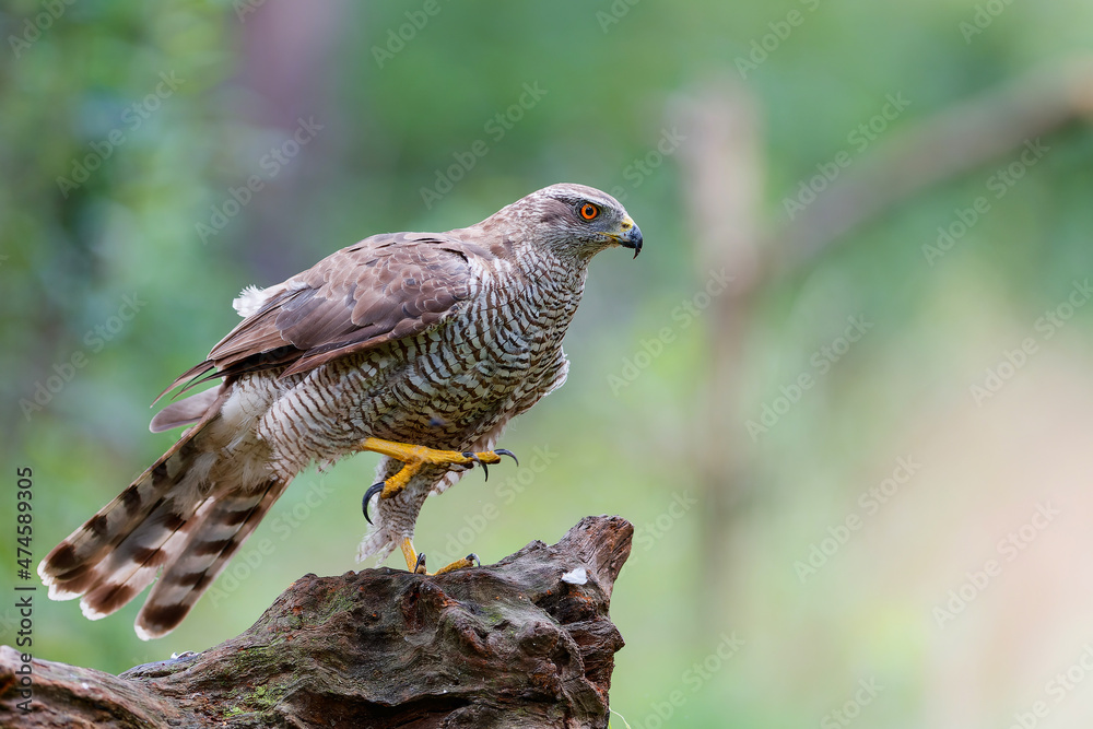 Northern goshawk (accipiter gentilis) searching for food in the forest of Noord Brabant in the Netherlands Northern goshawk (accipiter gentilis) searching for food in the forest of Noord Brabant in the Netherlands