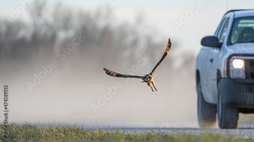 A Short-Eared Owl Flees an Oncoming Truck at Dusk photo
