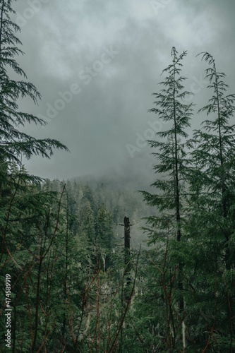 fog in the mountains