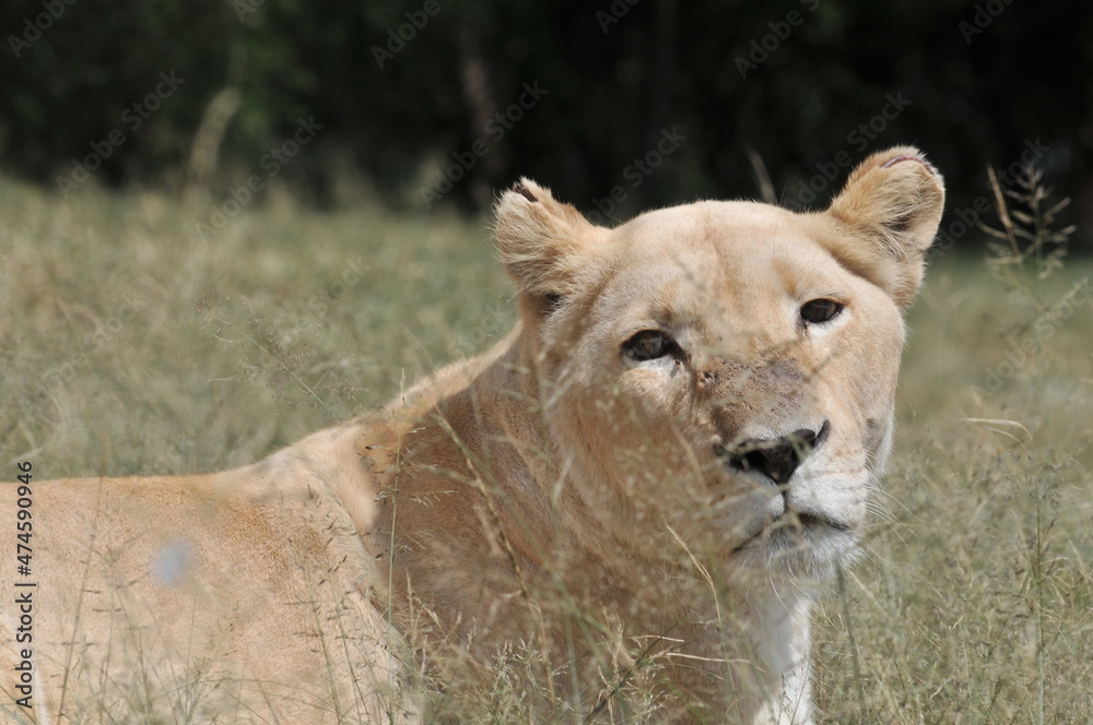 lioness and cubs lioness and cubs