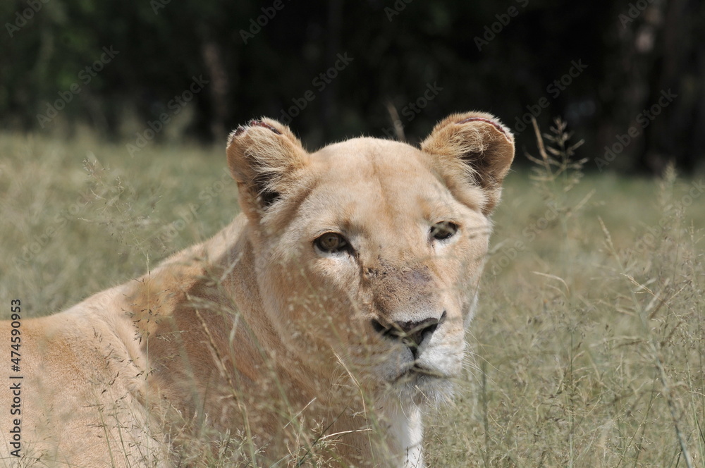 lioness and cubs lioness and cubs