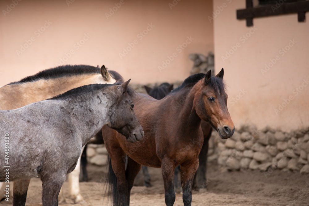 horses in the field