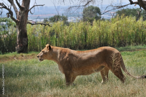 lioness and cubs