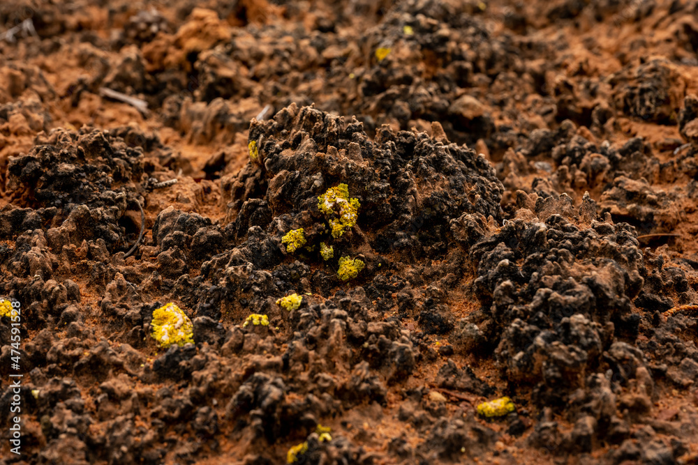 Yellow Lichen Grow On The Thick Desert Crust Yellow Lichen Grow On The Thick Desert Crust