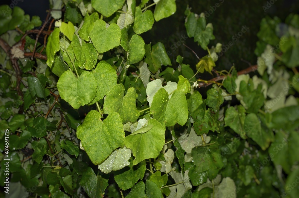 grape leaves wet with raindrops grape leaves wet with raindrops