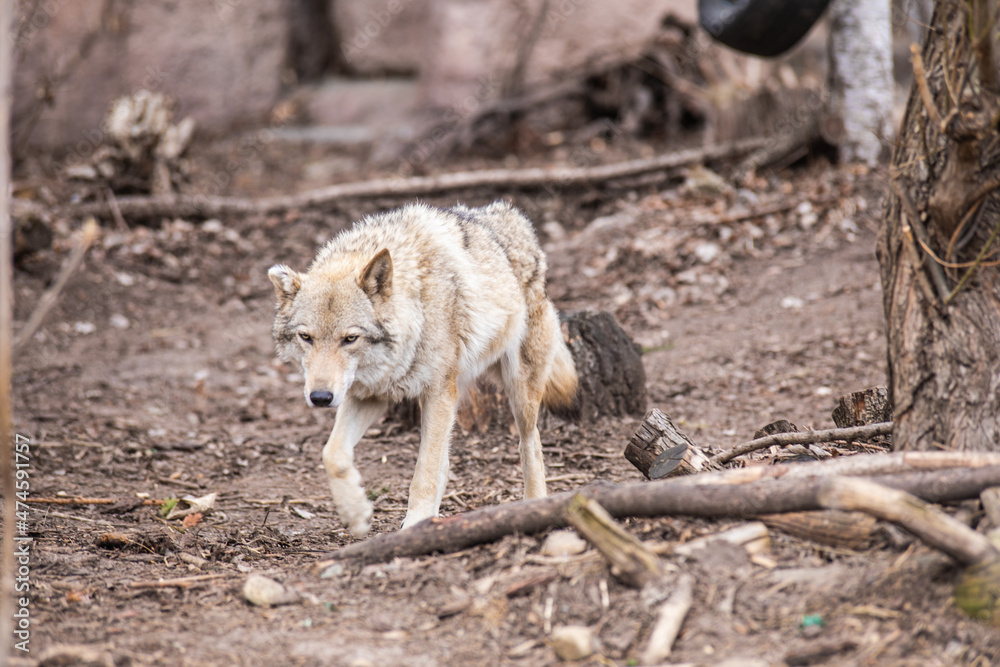 Obraz premium wolf in the woods