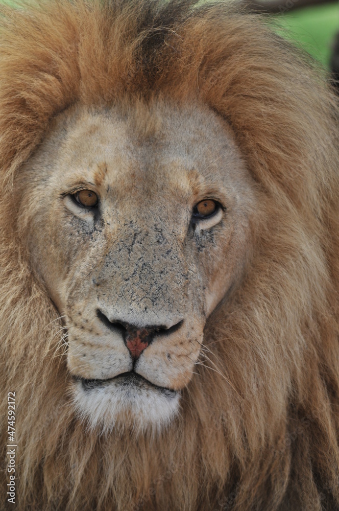 portrait of a lion portrait of a lion