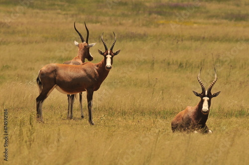 impala in the savannah