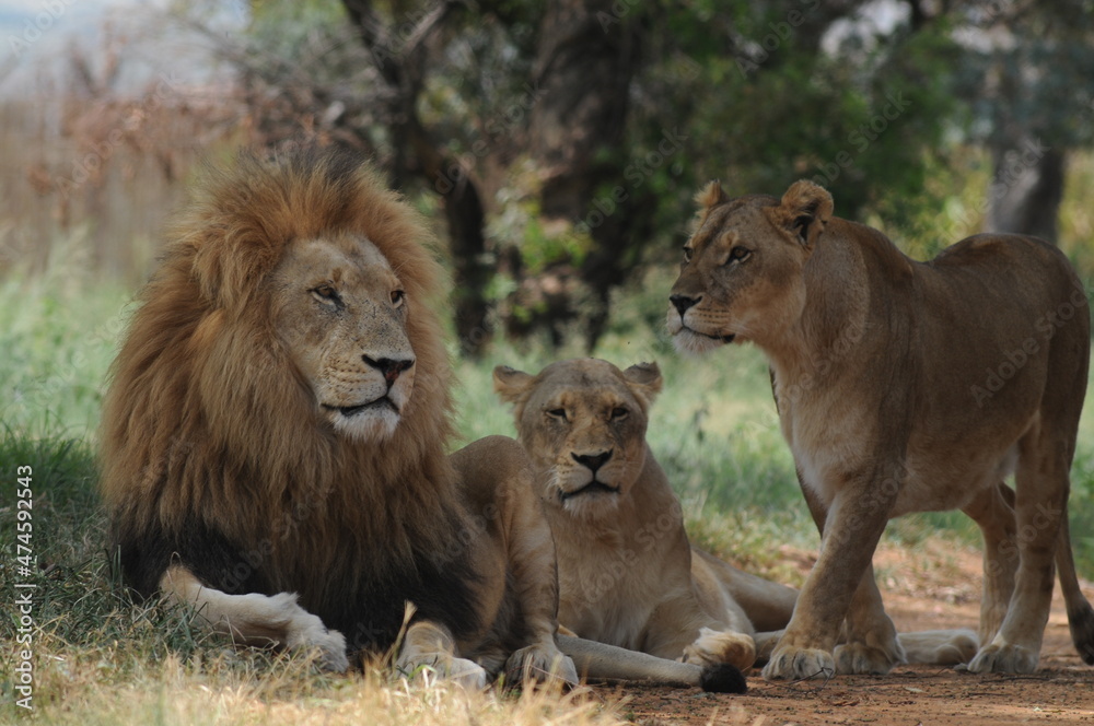Lion and lioness. Johannesburg, South Africa Lion and lioness. Johannesburg, South Africa