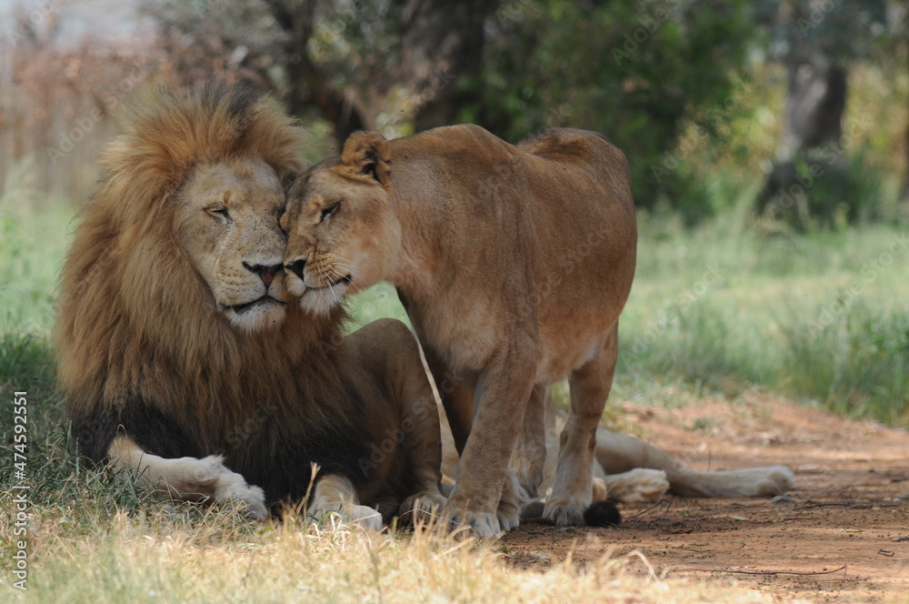 Lion and lioness. Johannesburg, South Africa Lion and lioness. Johannesburg, South Africa