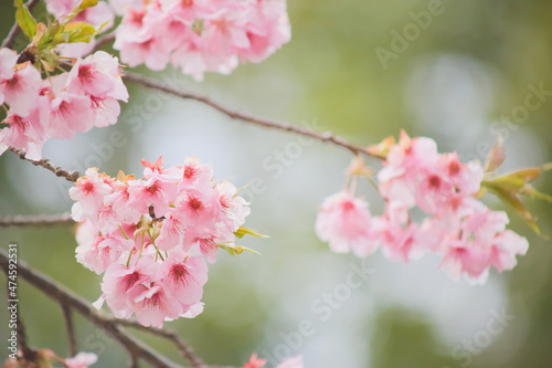 初春の光を浴びる河津桜 