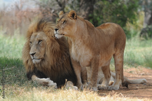 Lion and lioness. Johannesburg, South Africa