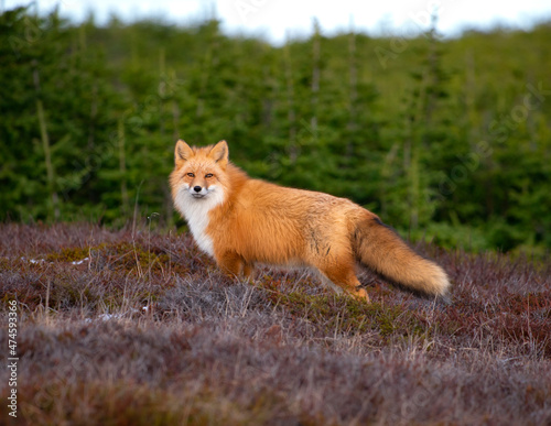 Red fox with a lush fur coat