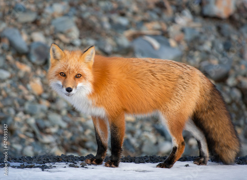 Red fox posing on the roadside © Bailey Parsons