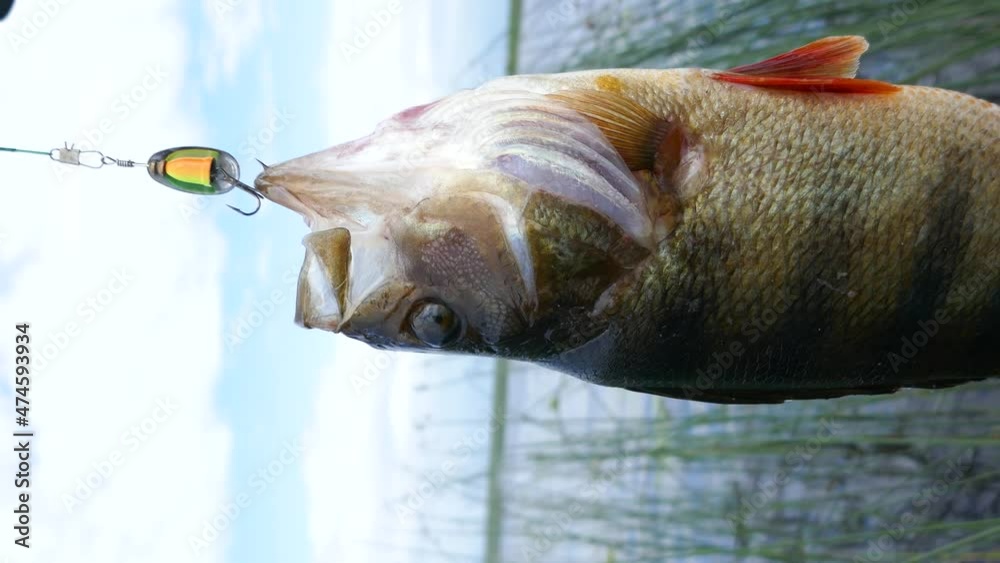 Perch caught on a spinner at sunset. Evening biting. Verticale video