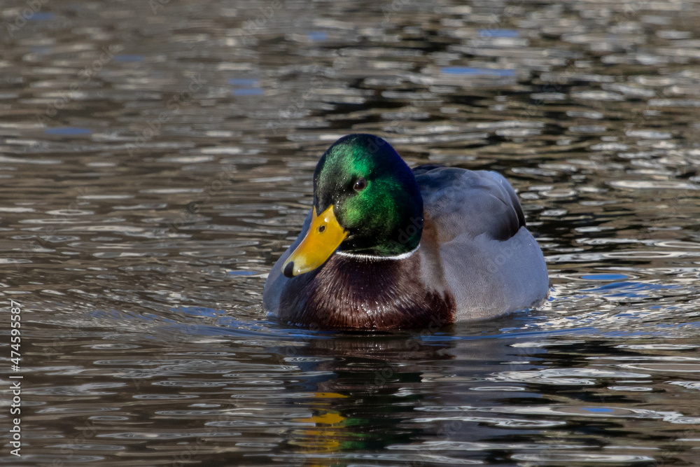 Mallard Drake green head duck front profile Mallard Drake green head duck front profile