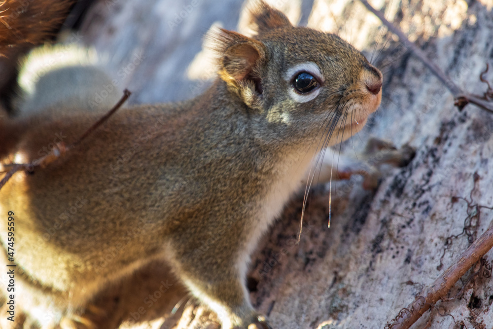 close up of a red squirrel 