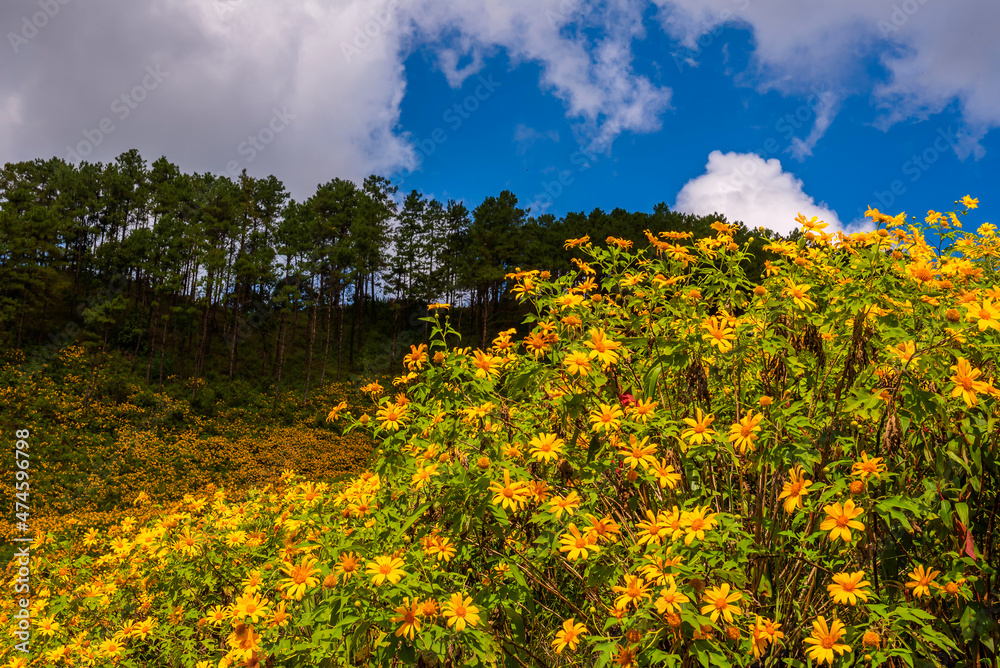 yellow mexican sunflower field on the hill yellow mexican sunflower field on the hill