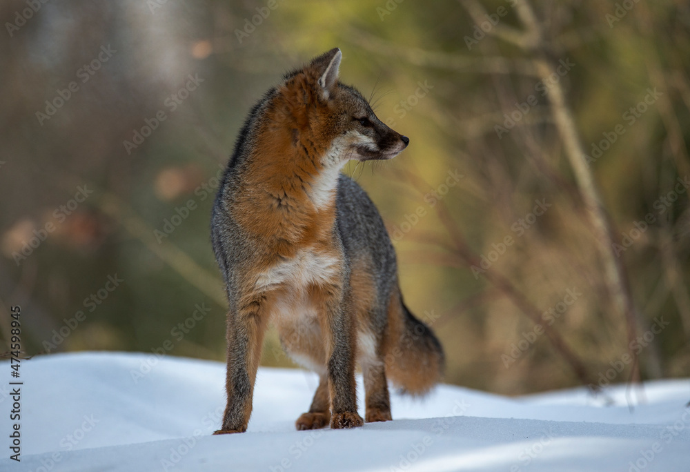 Fototapeta premium Cross Fox on the prowl