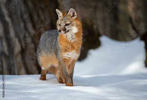 Cross Fox on the prowl © Chris