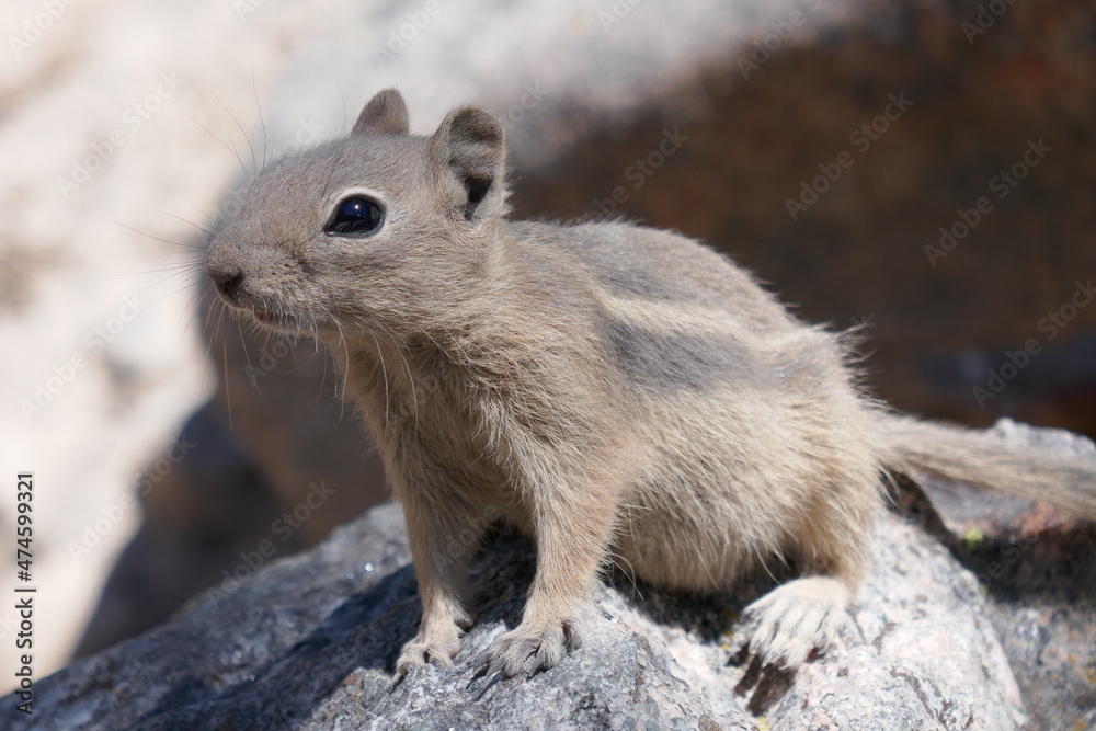 Close-up side profile of ground squirrel Close-up side profile of ground squirrel