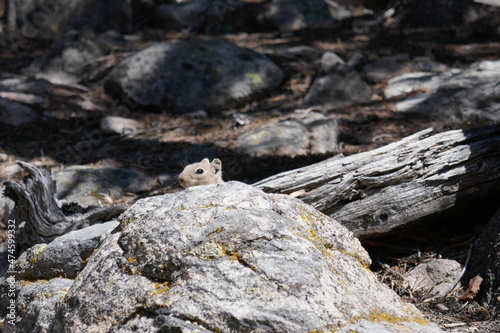 Small ground squirrel hiding behind rock