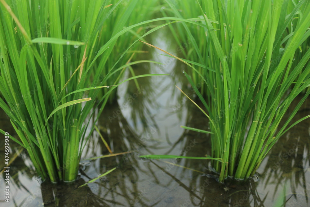 Obraz premium A month old rice plant that grows well looks green and filled with water to maintain the health of the rice so that it can grow well