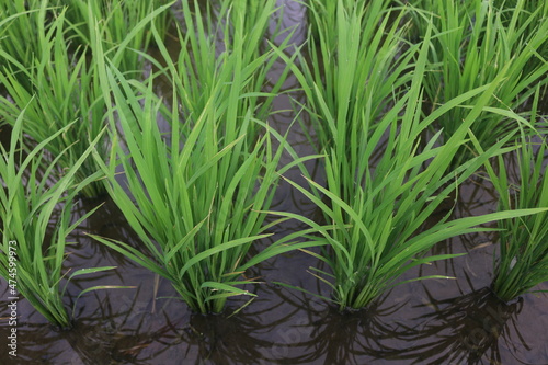 A month old rice plant that grows well looks green and filled with water to maintain the health of the rice so that it can grow well
