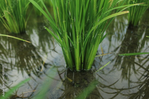 A month old rice plant that grows well looks green and filled with water to maintain the health of the rice so that it can grow well