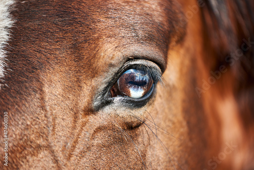 Beautiful eye of the bay horse closeup. Brown eye with a blue spot. Unique marking