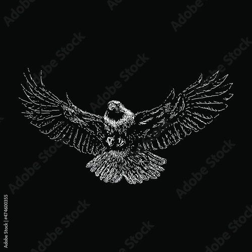 bald eagle flying vector illustration isolated on black background