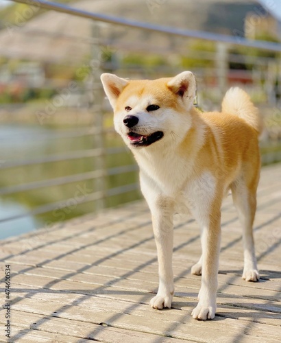 Portrait of beautiful Japanese red Akita dog standing in the field at nearby river. A portrait has copy space 