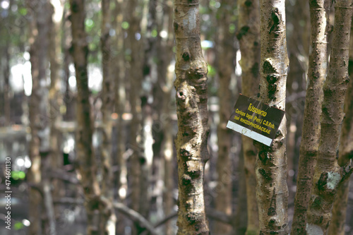 The trunk of Ceriops tagal with name of tree tag. photo