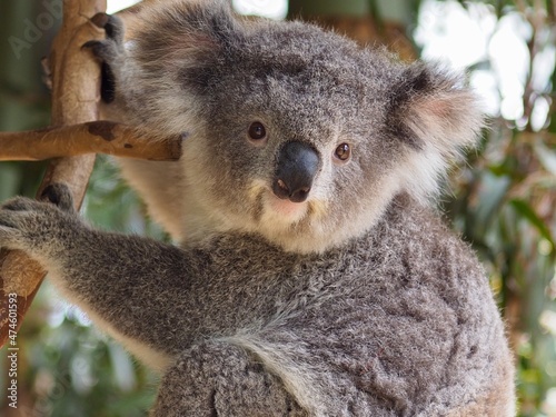 Gorgeous appealing young Koala with bright eyes and pretty features.
