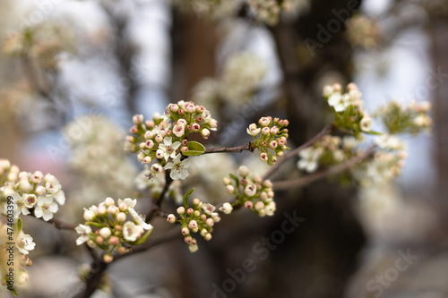blooming tree © Rakesh