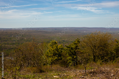trees in the mountains