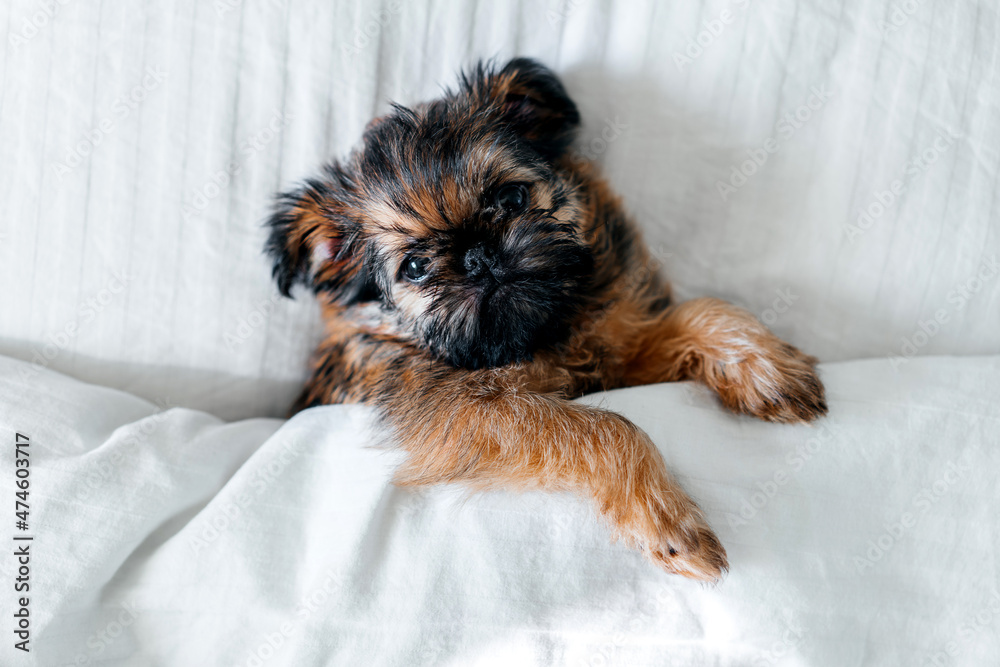 a sleeping newborn Brussels Griffon puppy of red color lies under a white blanket with closed eyes. High quality photo a sleeping newborn Brussels Griffon puppy of red color lies under a white blanket with closed eyes. High quality photo