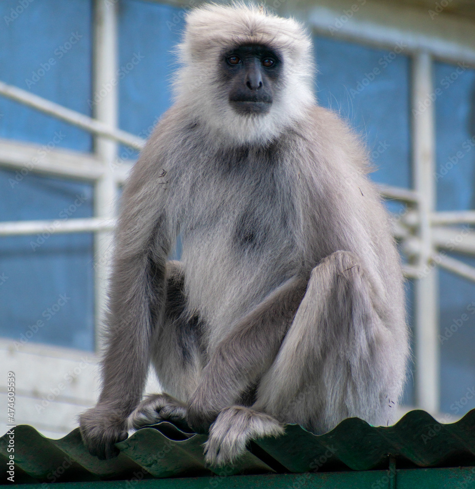 Fototapeta premium A long Northern plains gray langur