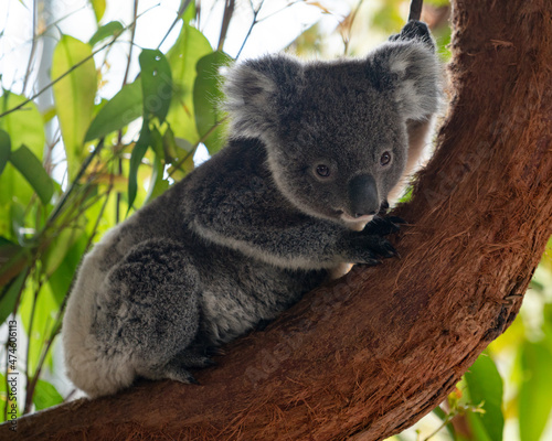 Fototapeta Naklejka Na Ścianę i Meble -  koala 