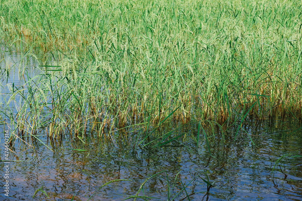Close-up of yellow green rice fields, landscape of rice plants in a field, rice plants in a rice field, a field of ripe rice grown in Thailand. Close-up of yellow green rice fields, landscape of rice plants in a field, rice plants in a rice field, a field of ripe rice grown in Thailand.