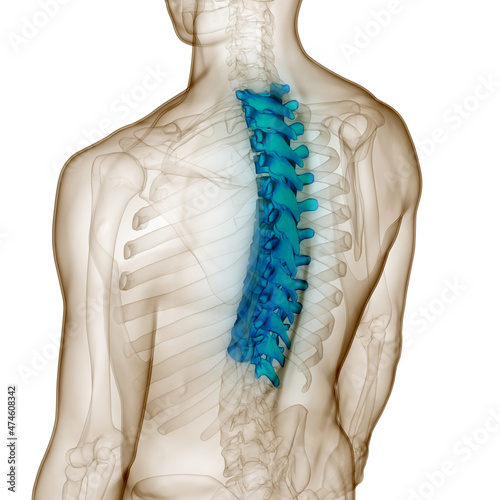 Spinal Cord Vertebral Column Thoracic Vertebrae of Human Skeleton System Anatom photo