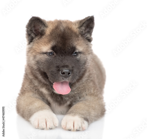 American akita puppy lies in front view and looks at camera. Isolated on white background