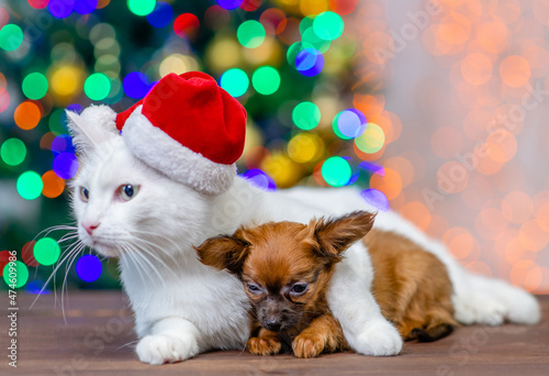 Adult white angora cat wearing a red santa hat hug tiny toy terrier puppy  with Christmas tree on background