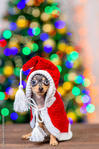 Tiny toy terrier puppy wearing a warm ridding hood stands with gift box on festive Christmas background. Empty space for text