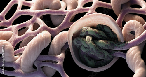 Close up of kidney glomerulus and Bowman Capsule photo