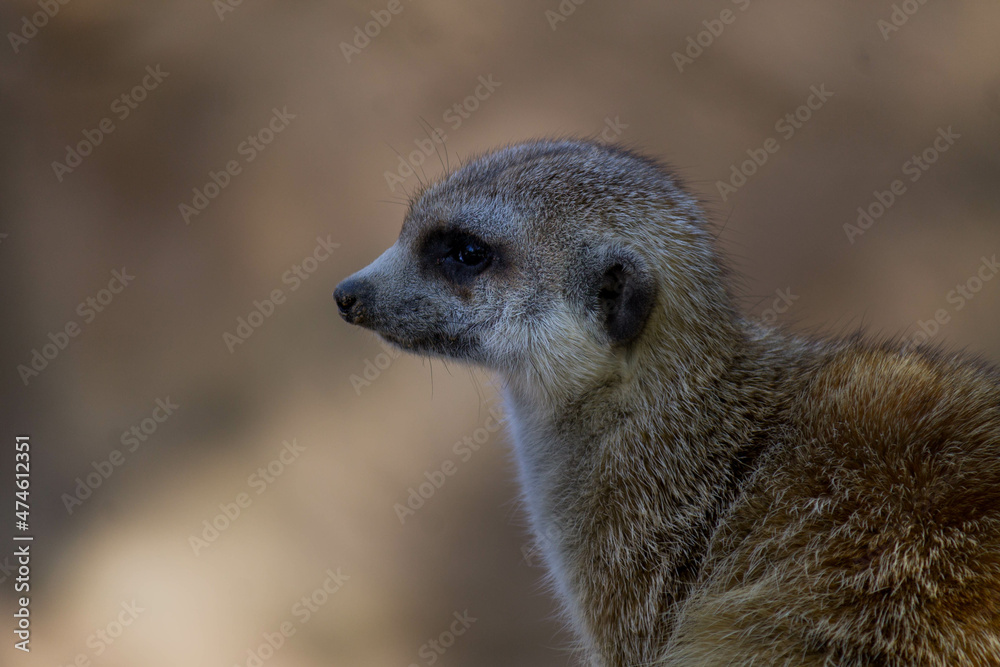 Fototapeta premium suricata 