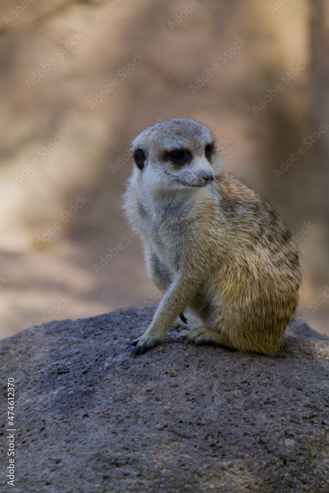 Fototapeta premium suricata 
